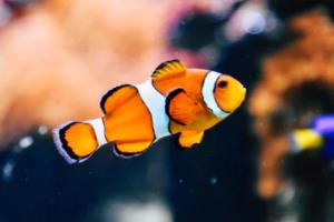 欧塞尔继续领跑积分榜，继续保持不败